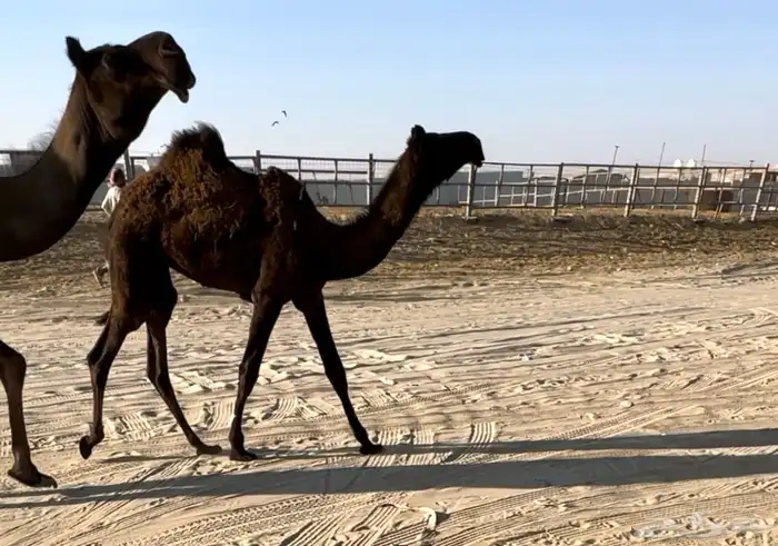 للبيع المفروده طيبه جدا وآبيه من سلاله حكمان 1