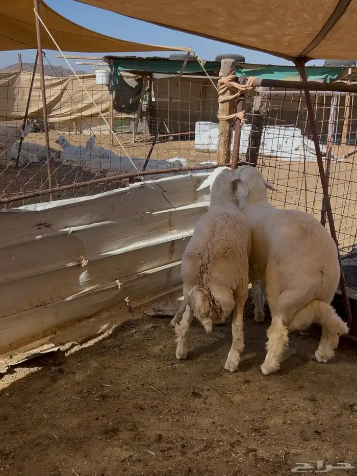 طليان جبرة 0