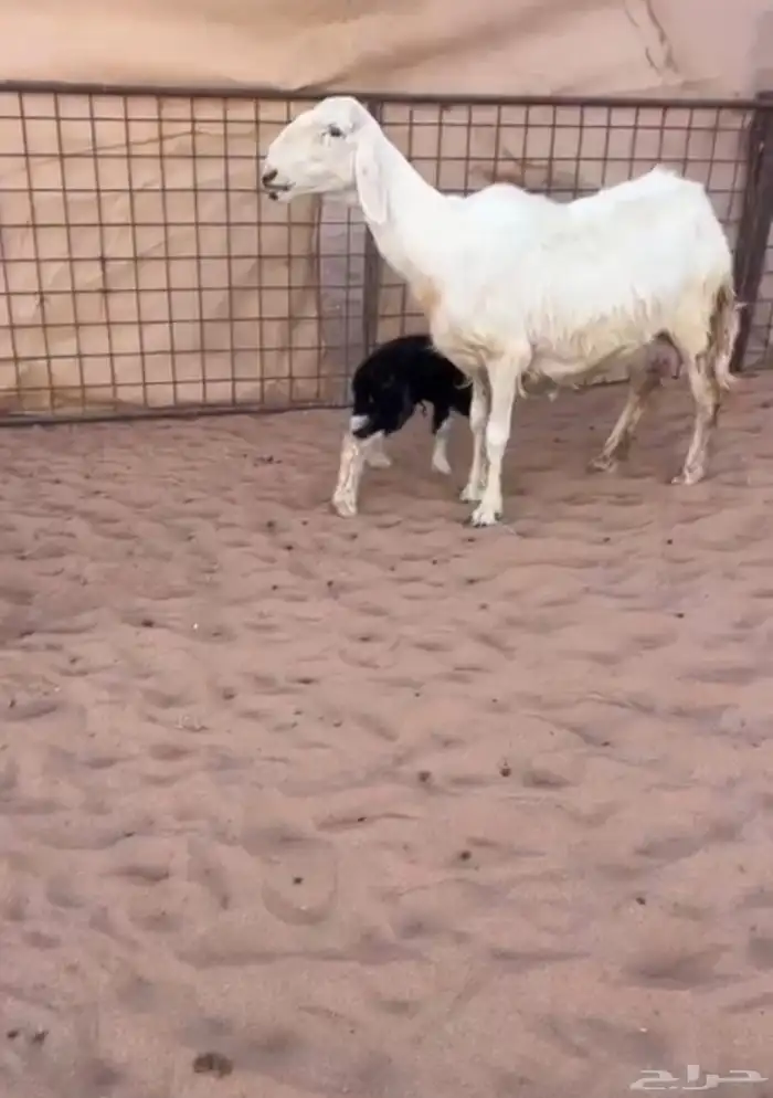 نجدية ( عيسية ) والد معها خروف 0