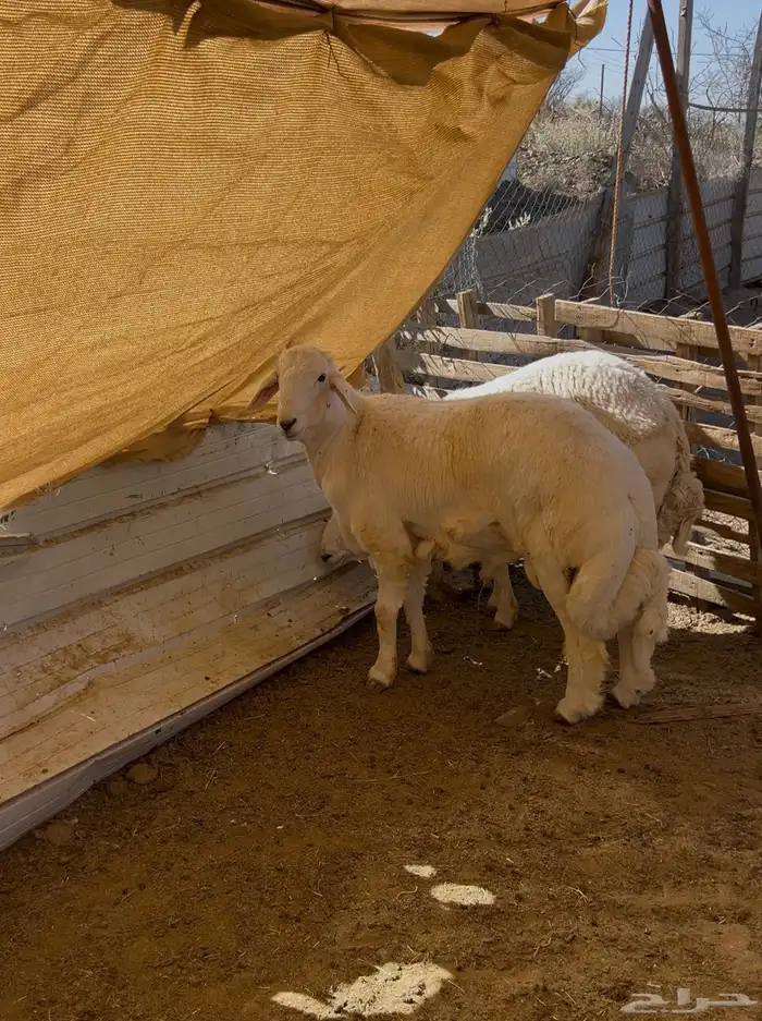 طليان جبرة 1