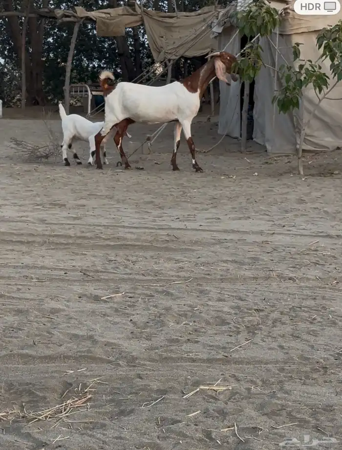 عنز مشروكة معها جفر 0