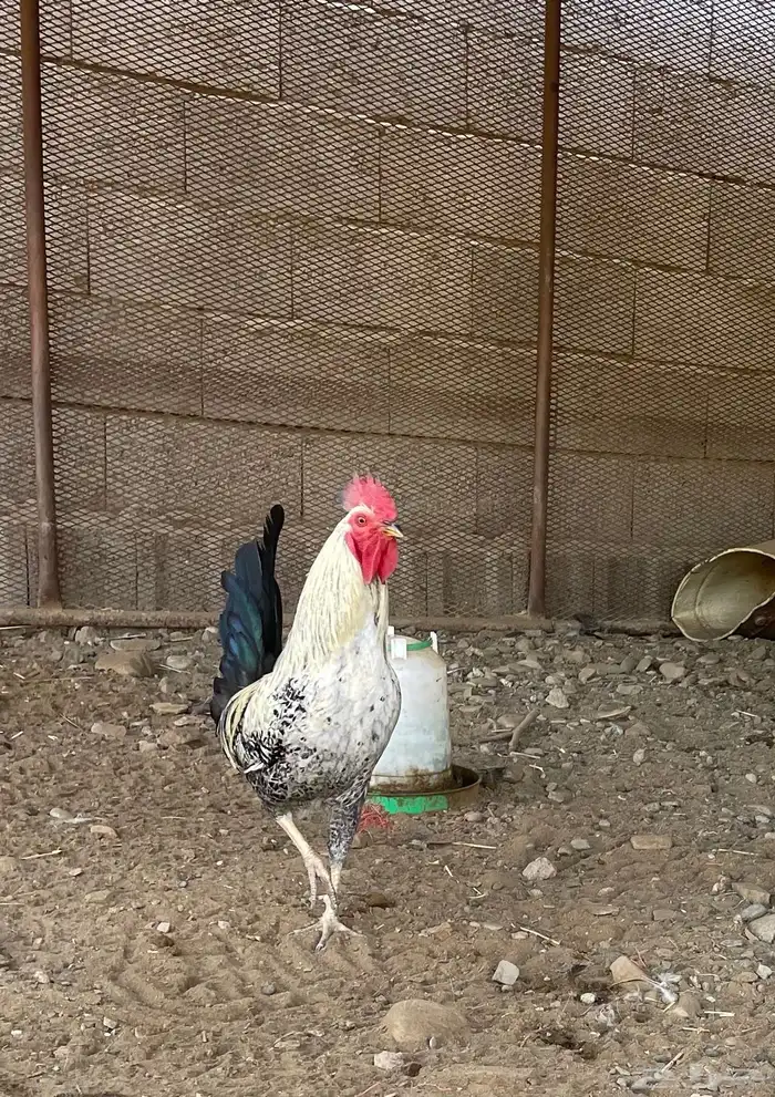 ديك بلدي العدد اثنين 1