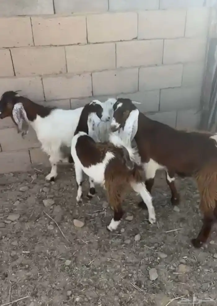 جفار مشاريك عدد 3 0