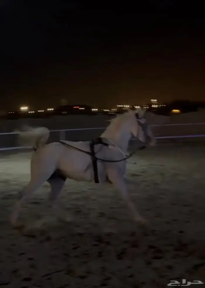 مهر عربي شعبي 0