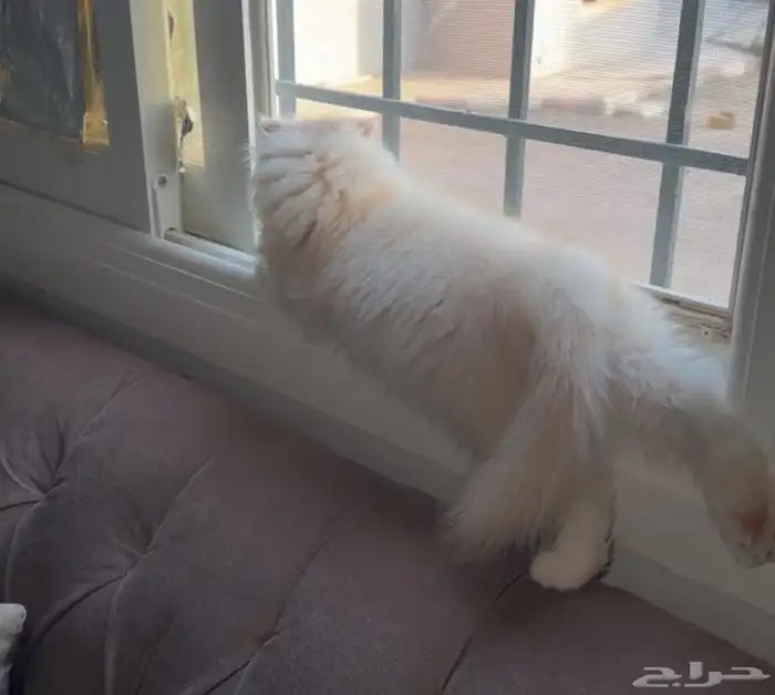 قطة سكوتش فلو عمرها 3 شهور ونص 5