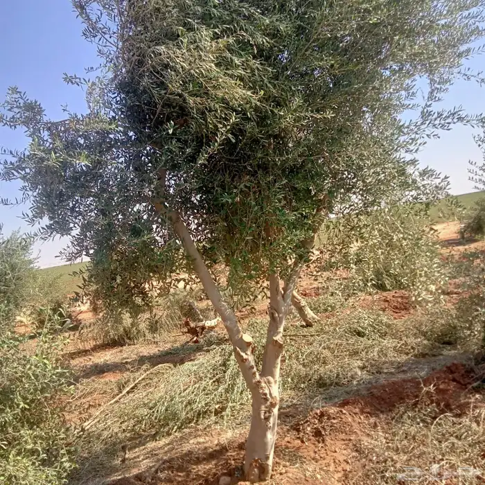 اشجار زيتون 13