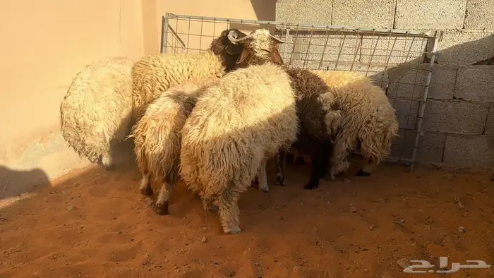 نعيمي للبيع 1