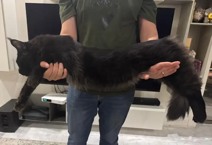 قطط ماين كون متبقي ذكر بلاك للبيع 2