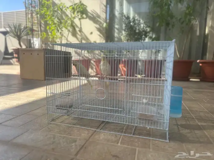 كروان ذكر و أنثى والفين على بعض سبق انتج صغار مع القفص 1