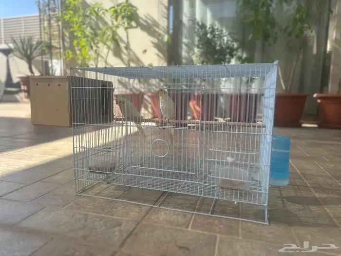 كروان ذكر و أنثى والفين على بعض سبق انتج صغار مع القفص 0