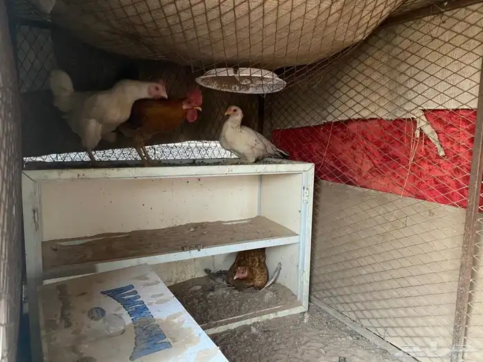 دجاج بلدي كفو على السوم 0