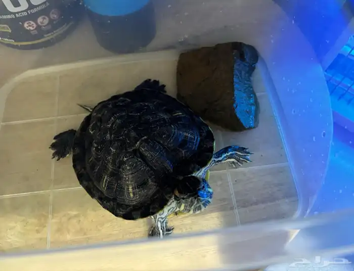 سلحفاء مائيه كبيره 0