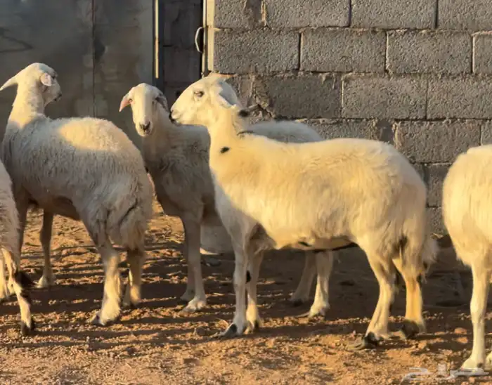 ضان صفر دفيع وولاد 3