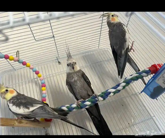 ببغاء كروان 2