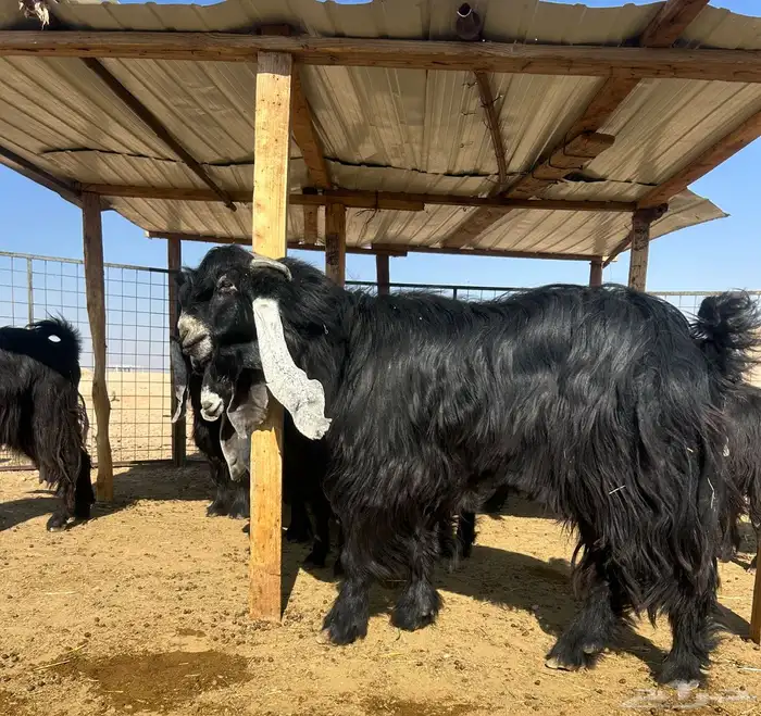 تيس عارضي صنف 0