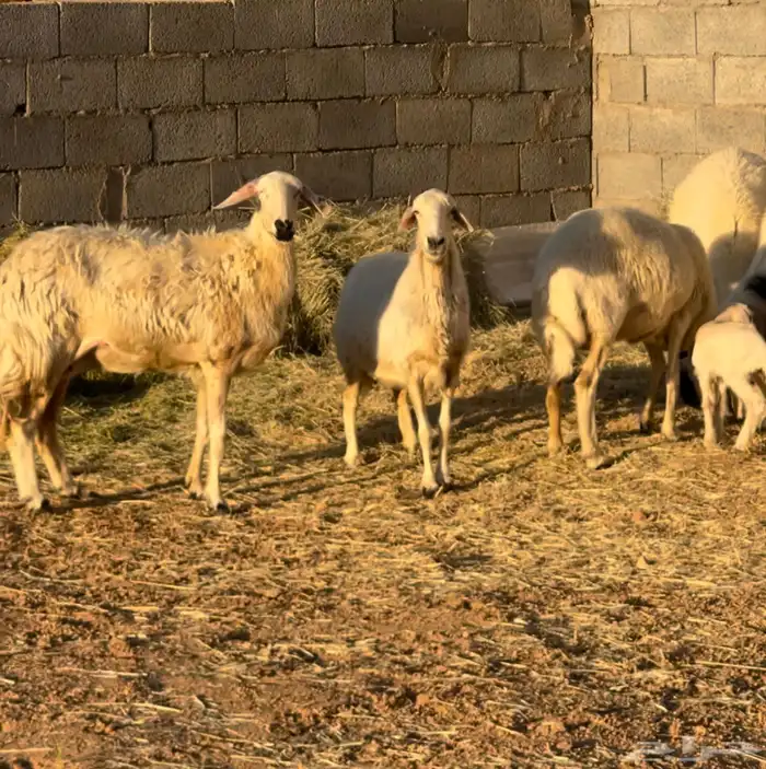 ضان صفر دفيع وولاد 2