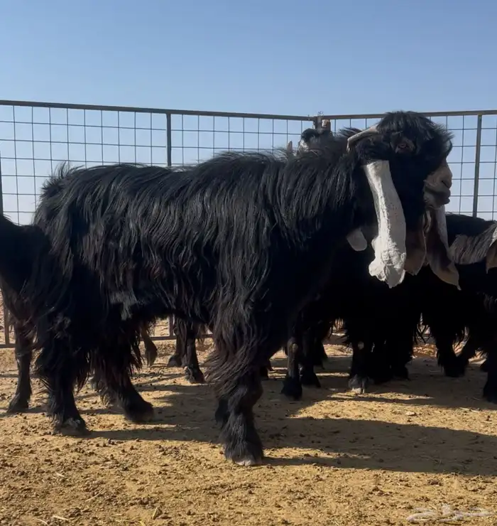 تيس عارضي صنف 1