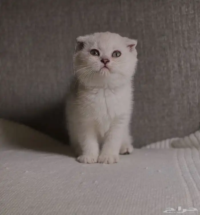 للبيع سكوتش فولد 4