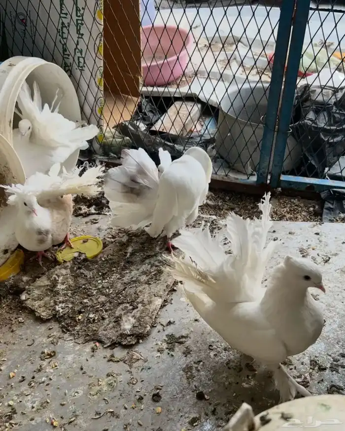 حمام رقاص حر 0