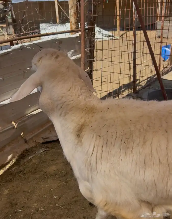 طليان جبرة 5