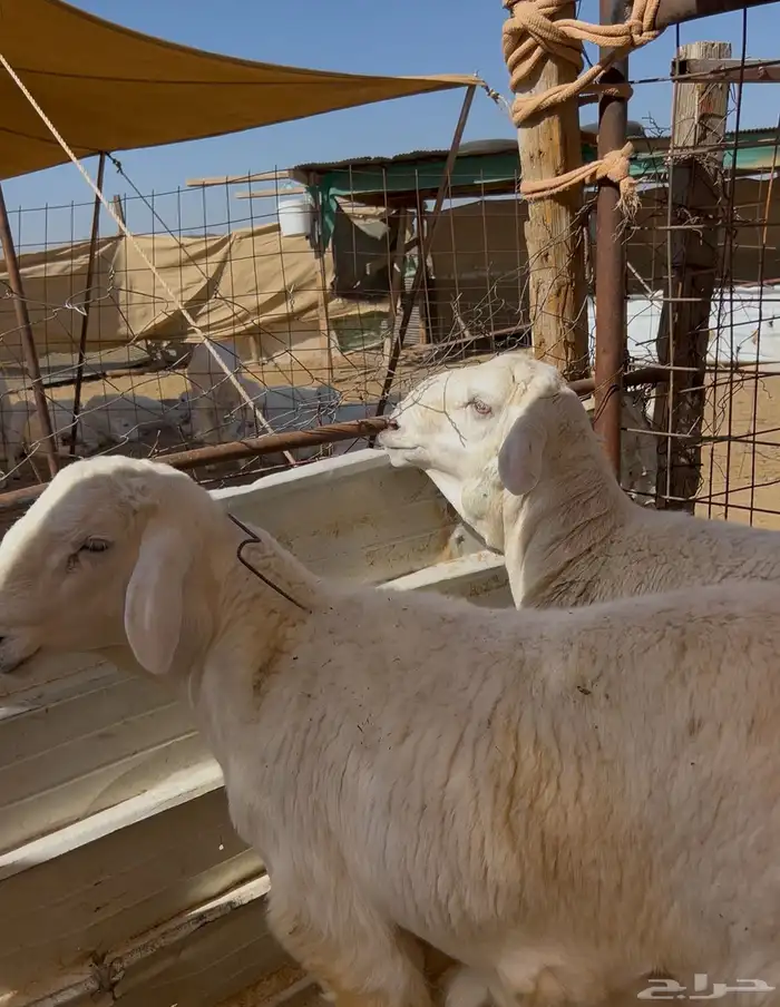 طليان جبرة 6