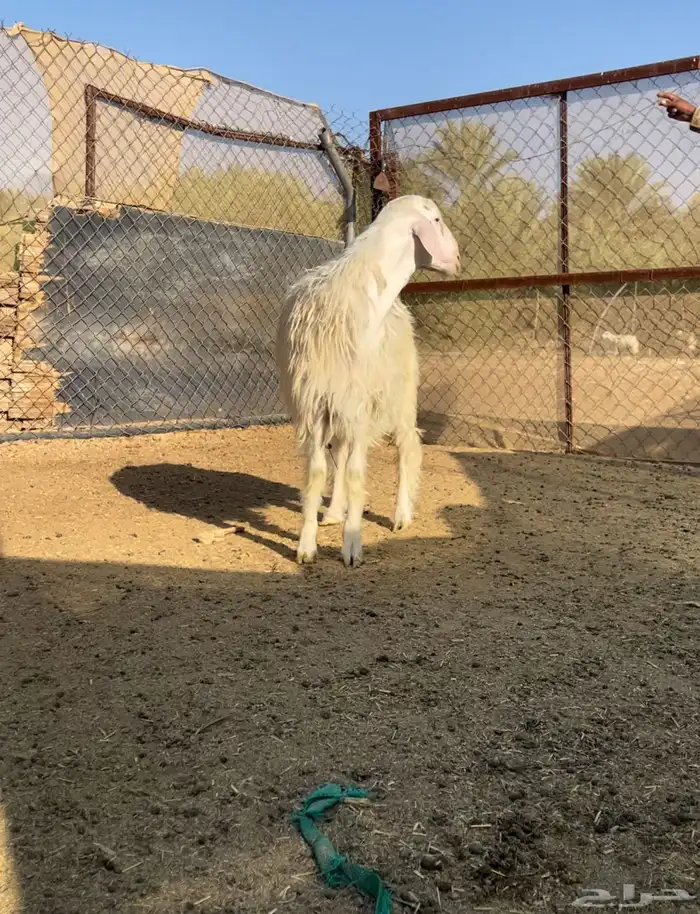 مشروع و 3 رخال برص 0