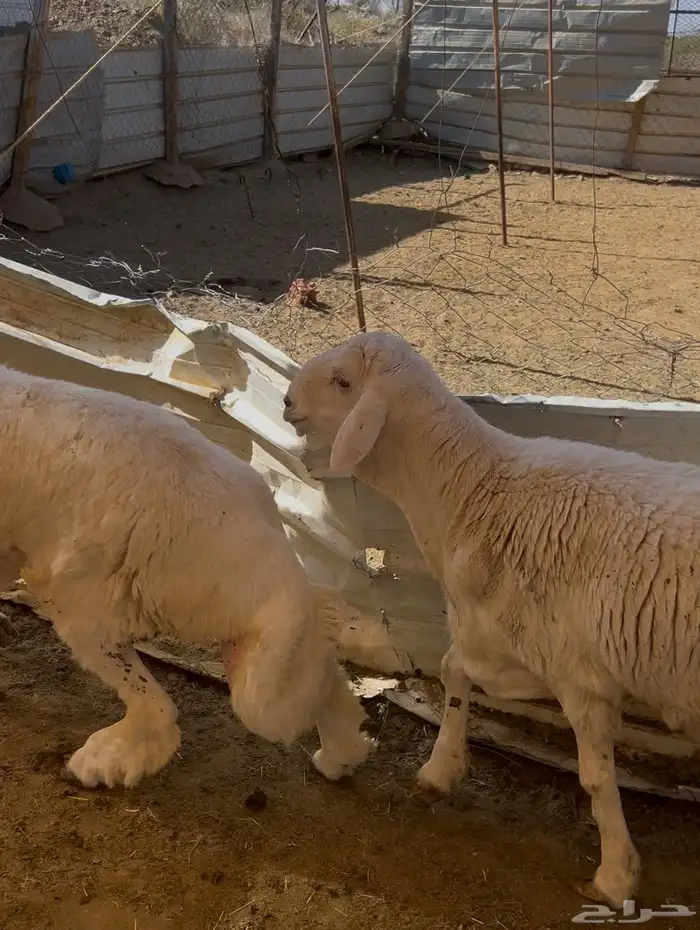 طليان جبرة 3