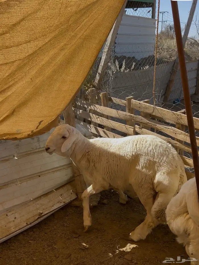 طليان جبرة 4