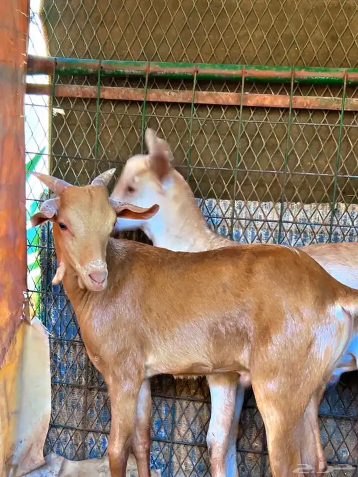 تيوس جنبوبيه طيبه السمن فوق انص حلال مطعم ومحصن واكل 0