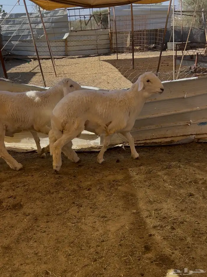 طليان جبرة 2