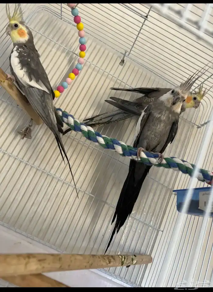 ببغاء كروان 0