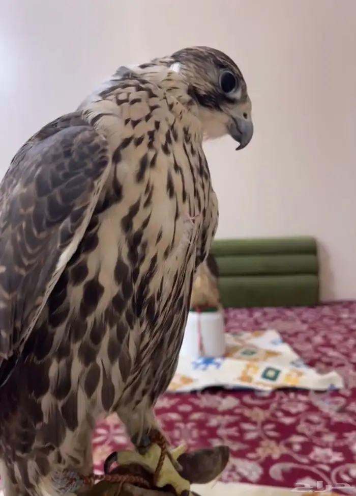 طير حر أصيل قرناس 2