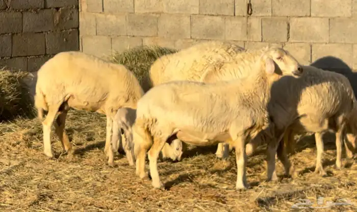 ضان صفر دفيع وولاد 5