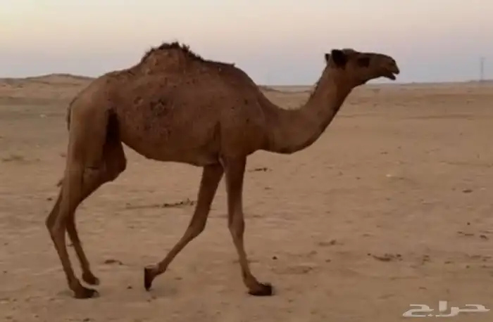 بكره صفراء 0