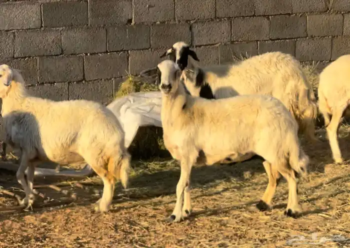 ضان صفر دفيع وولاد 0