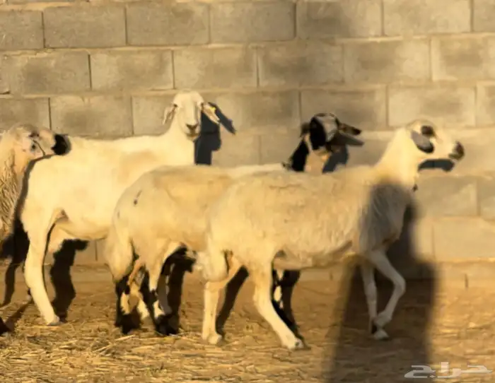 ضان صفر دفيع وولاد 1