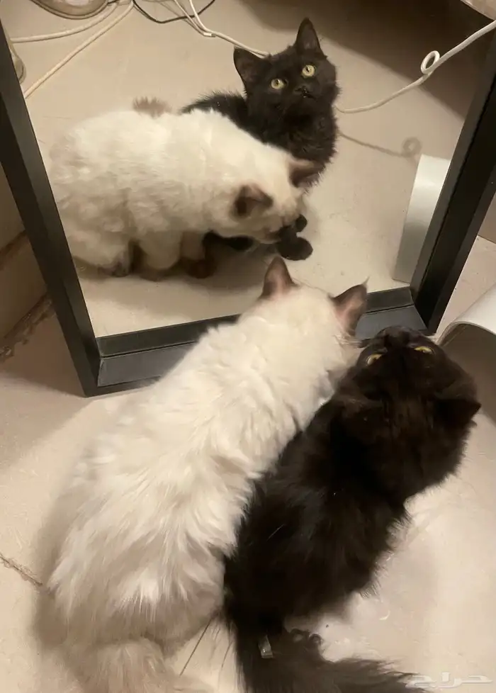 قطط هملايا وشيرازي 3 شهور 2