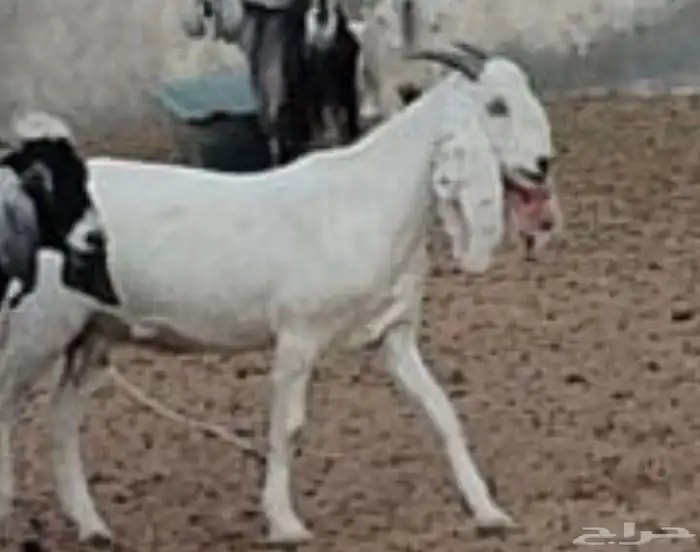 عنزه باكستانيه مولوده عندنا وجايبه توم اول ما جابت 0