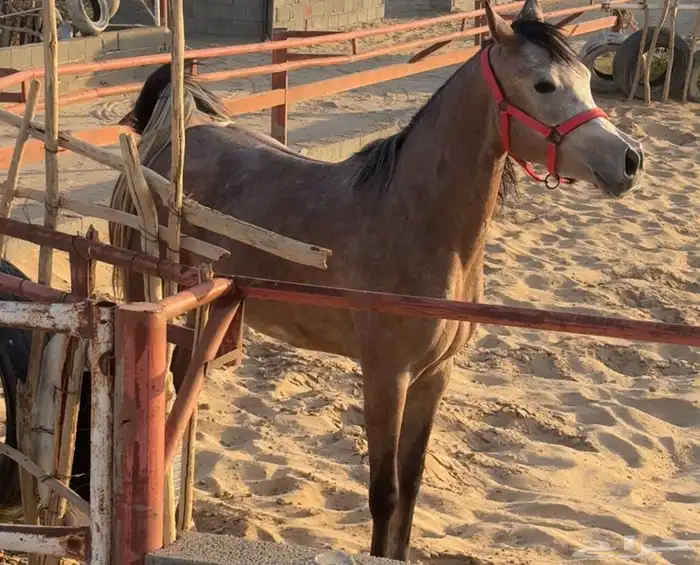 فرس عربي شعبي جميلة 1