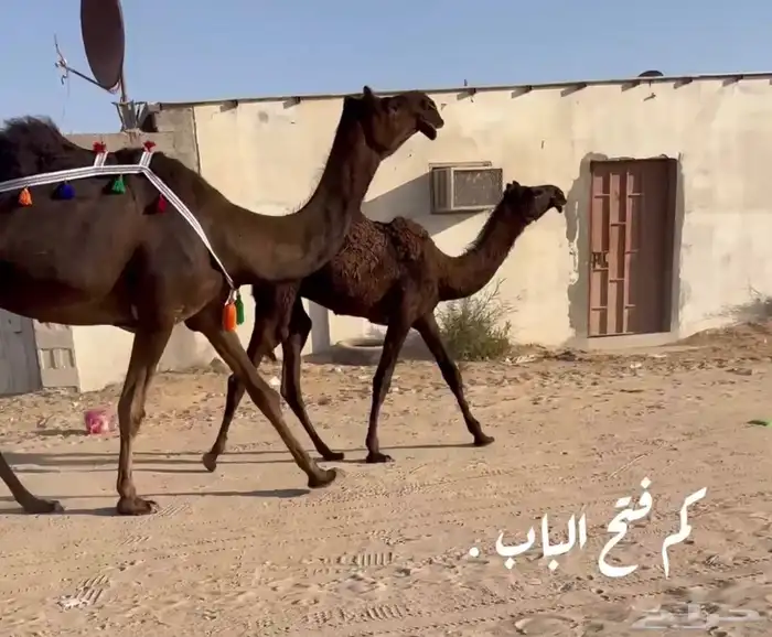 للبيع عشرا كفو وتحتها مفروده طيبه . 0