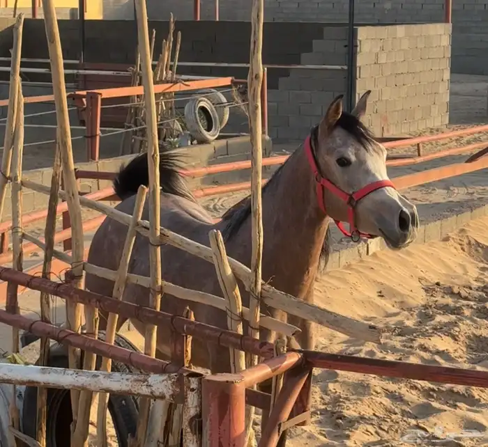 فرس عربي شعبي جميلة 3