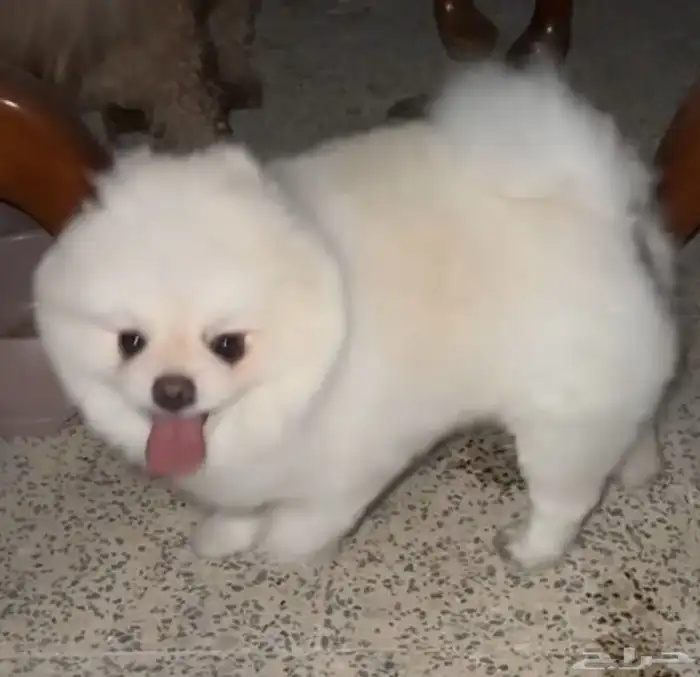 بوميرينيان مستورد حجم صغير 0