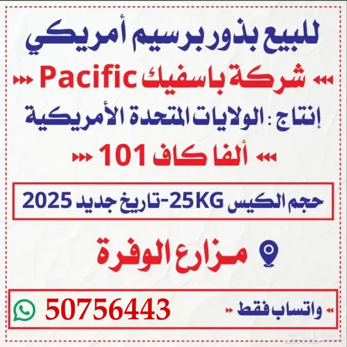 للبيع بذور برسيم باسفيك كاف 101 1