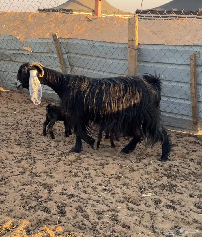 عنز عارضيه متاومه 2