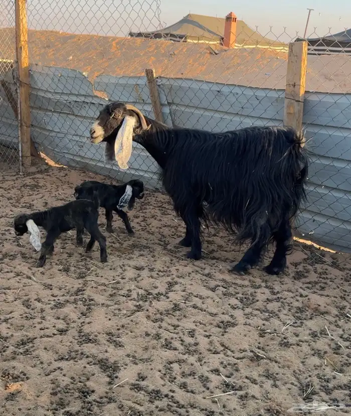 عنز عارضيه متاومه 1