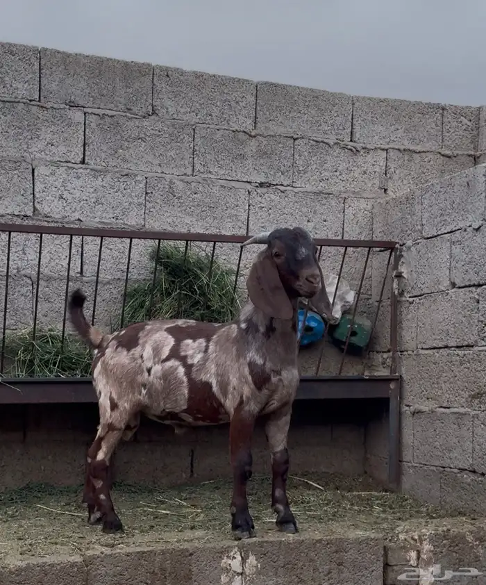 كلهاري جيشي تم البيع 1