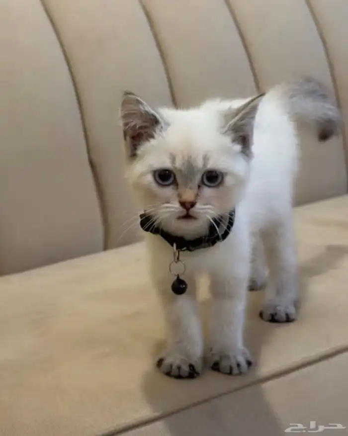 قط للبيع كيتن 0