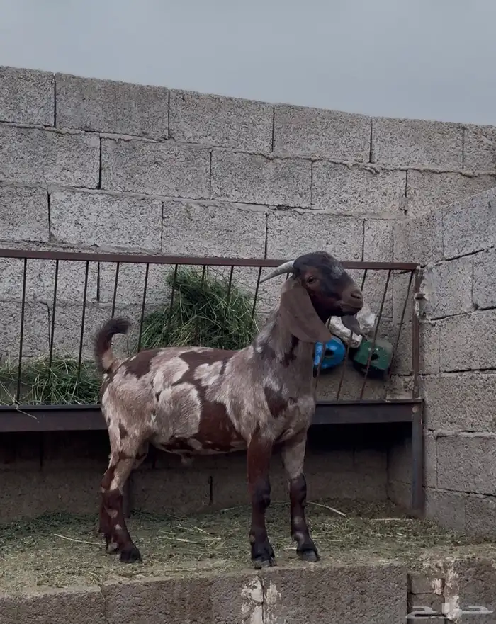 كلهاري جيشي تم البيع 0