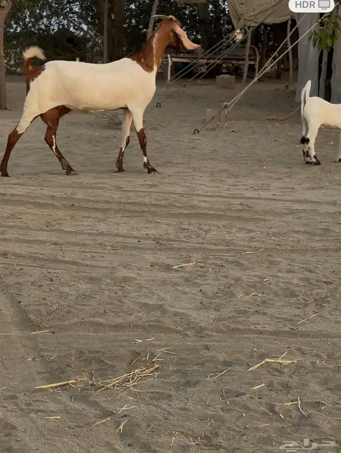 عنز مشروكة معها جفر 3