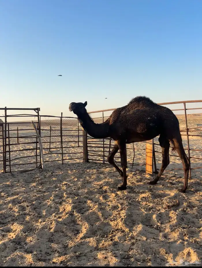 للبيع بكره لقيه 0